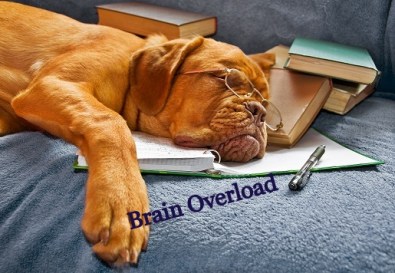 Dog Sleeping in her Notebook after Studying