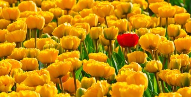 tulips-15155_640