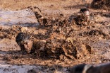 mud soldiers